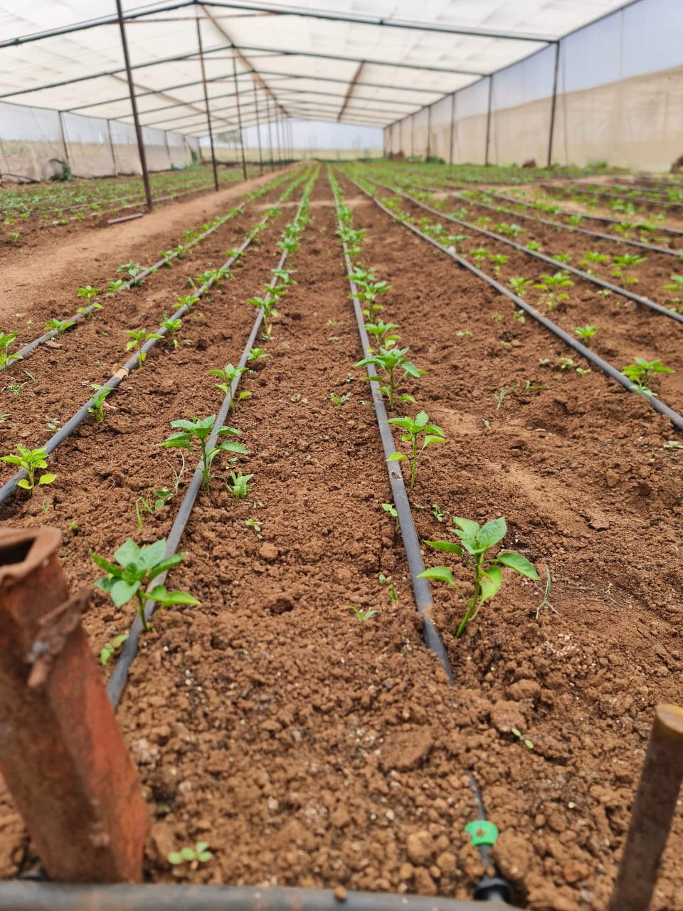 Crop Production